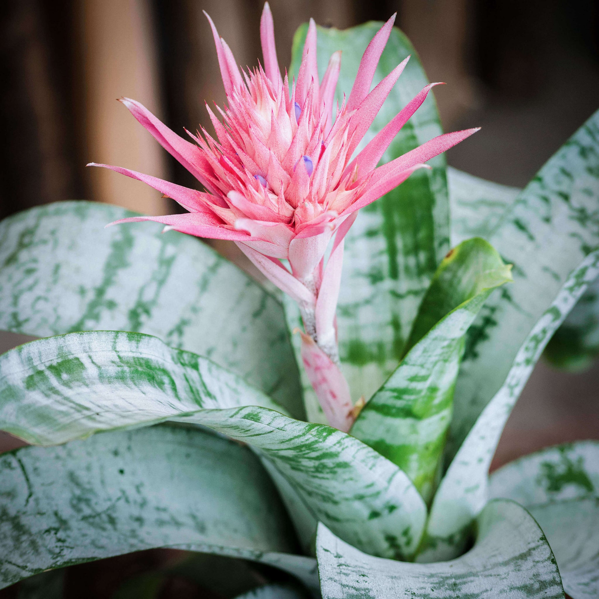 Bromelia- Aechmea fasciata – Plantique