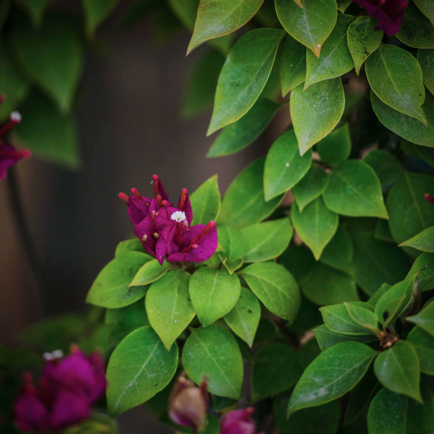 Bougainvillea- Plantique