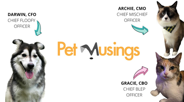 Pet Musings team photo with one dog, Darwin, and two cats, Archie and Gracie