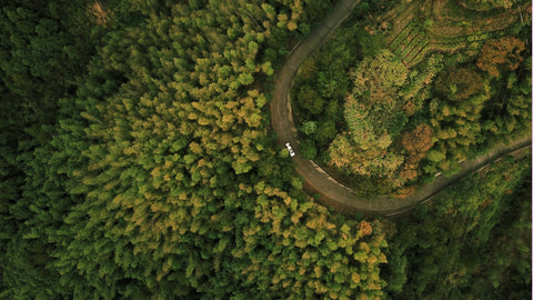 A road winding through a forest landscape