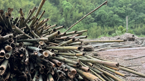 A pile of harvested bamboo stems