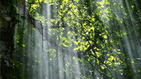Sunbeams filtered through trees