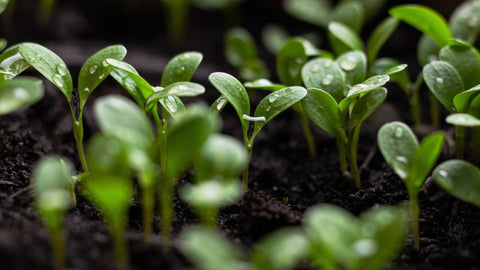 Green plant shoots with drops of water on them