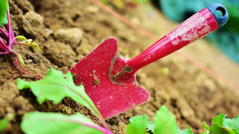 A trowel standing in a soil bed