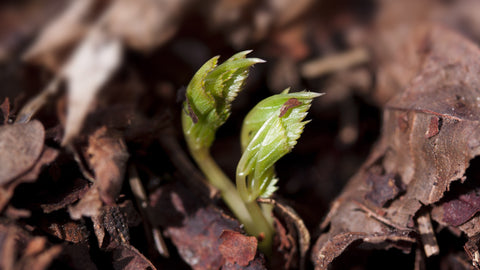 A small seedling in the ground