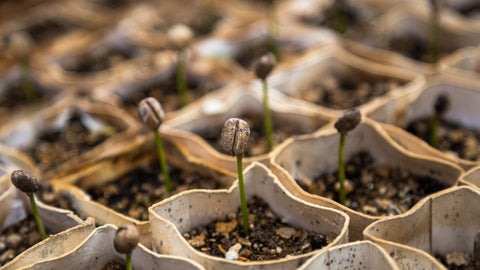 Seedlings being started in cardboard tubes