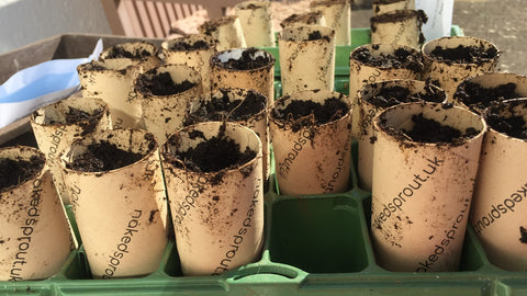 Naked Sprout cardboard tubes being used to plant seedlings
