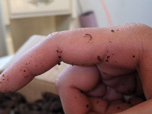 A beautiful, plastic free, cedar worm farm made in Canada – The