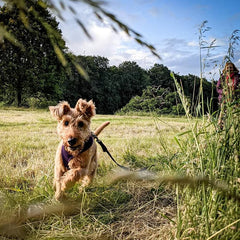 Dog running towards the camera