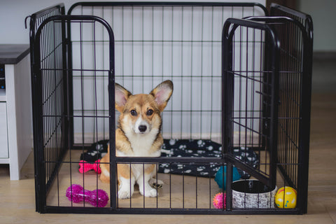 puppy pen