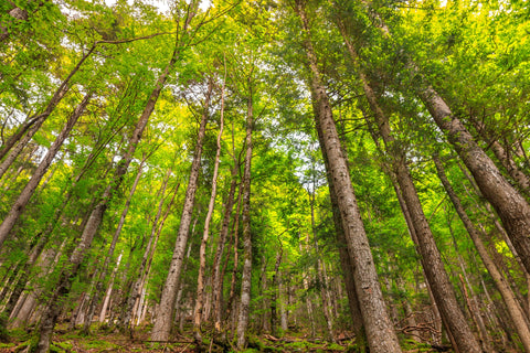 Forêt-eco-responsable