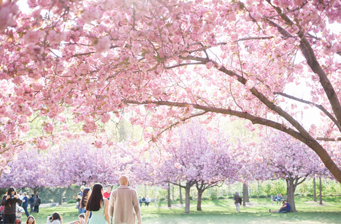 Brooklyn Cherry Blossom Festival