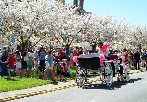 Cherry Blossom Festival in Macon Georgia