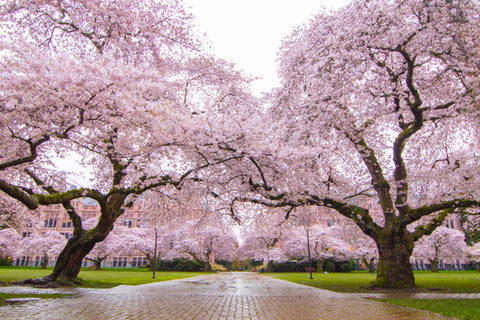 Seattle Cherry Blossom Festival