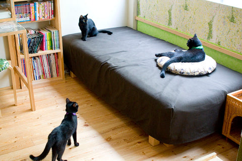 nekobiyaki all black cat cafe in Japan