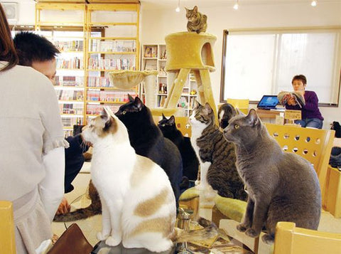 Neko No Mise Cat Cafe in Tokyo