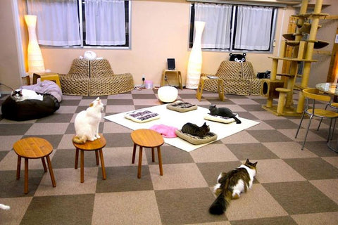 Nekorobi Cat Cafe in Toshima Japan