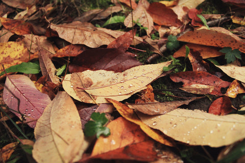 Fall, OMTech, Light B10 Diode Laser, Autumn, Leaves, Rainy Day