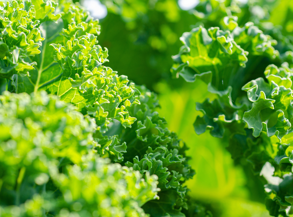 kale-anti-aging-food