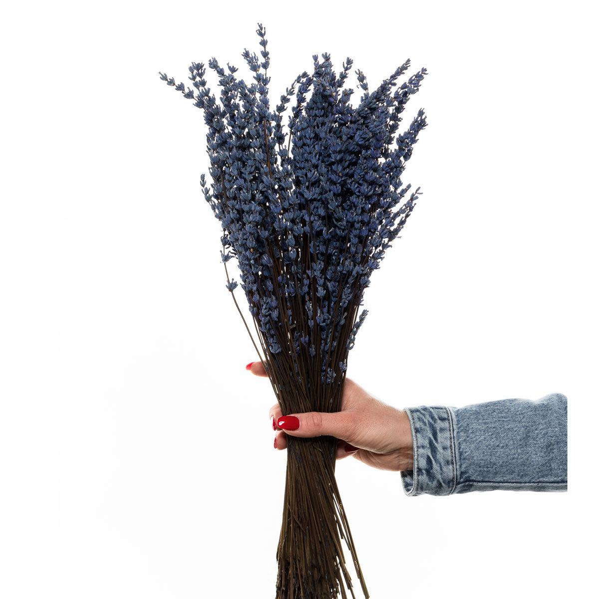 Lavendel Blau