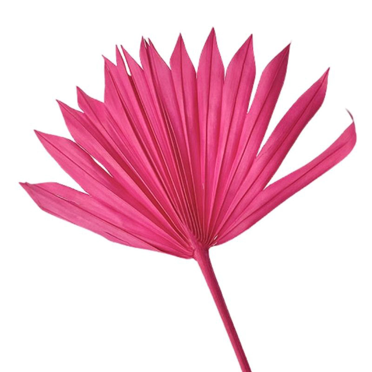 Palmsonne Pink