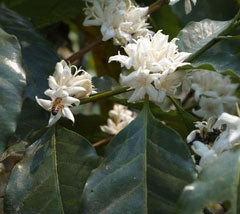 Flowering Cosecha coffee bloom.