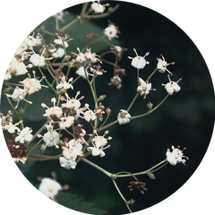 elderflower tincture