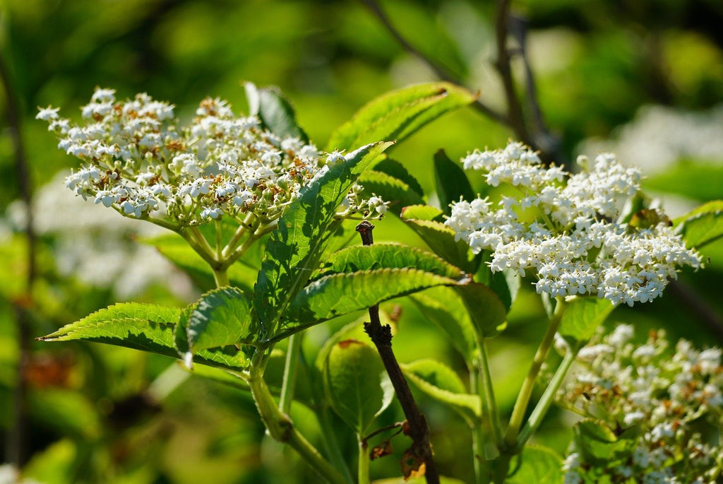 sambucus nigra