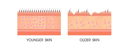 Collagen loss in our skin as we age