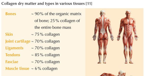The Parts of the body made from Collagen