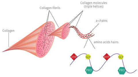 Collagen Fibers in our skin