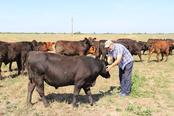 Bio Angus Rind auf Weide mit Landwirtschaftsmeister Zoltan in Siebenbürgen