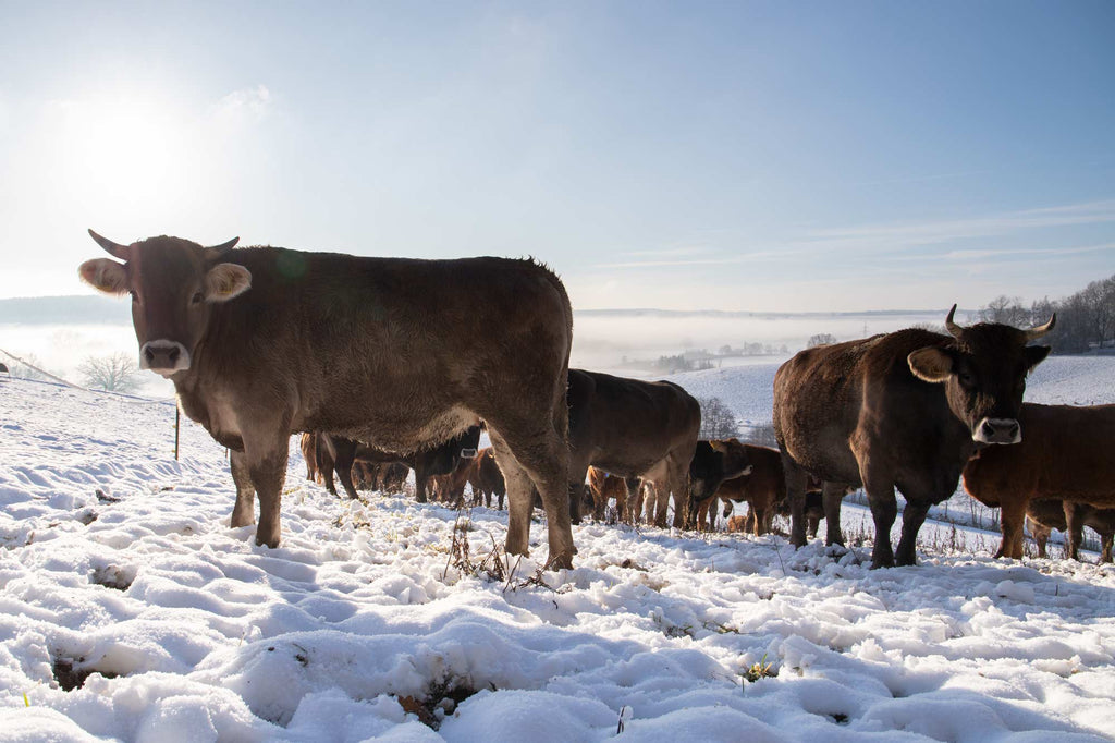 Rinderherde auf Weide im Winter in Leberfing, Niederbayern