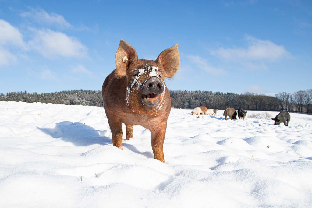 Weideschweine auf Weide im Winter in Leberfing in Niederbayern