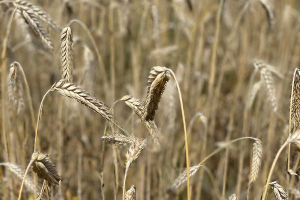 Bio Triticale Feld in Niederbayern