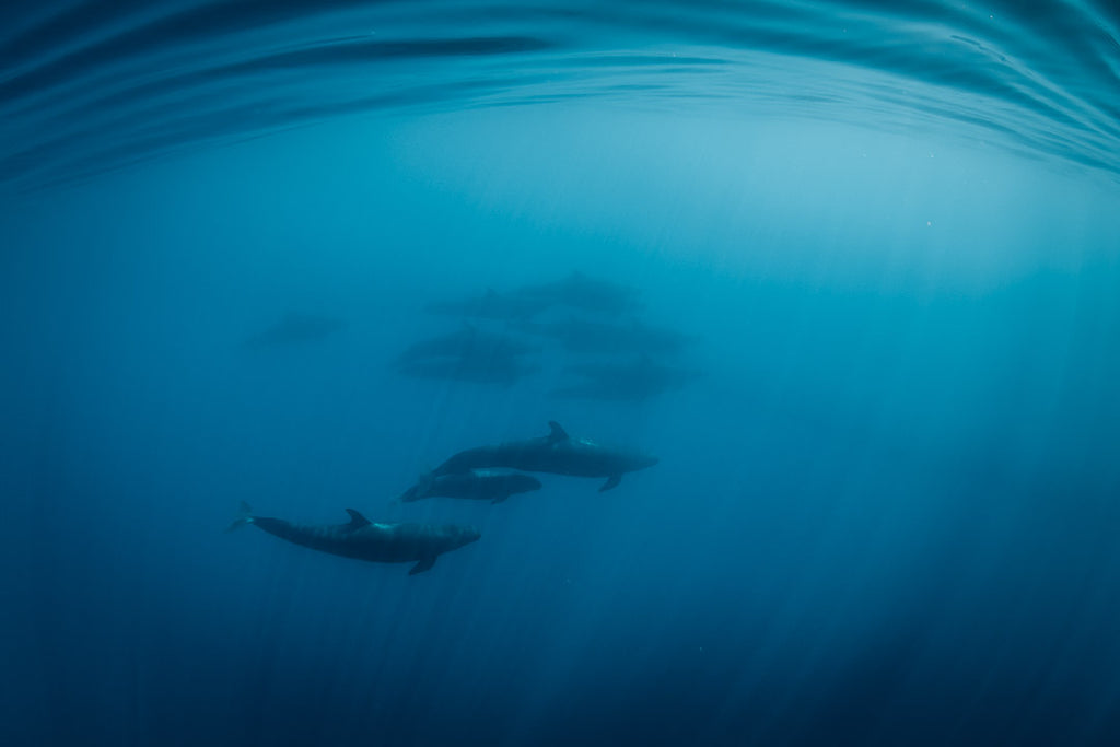 False orcas swim in the blue