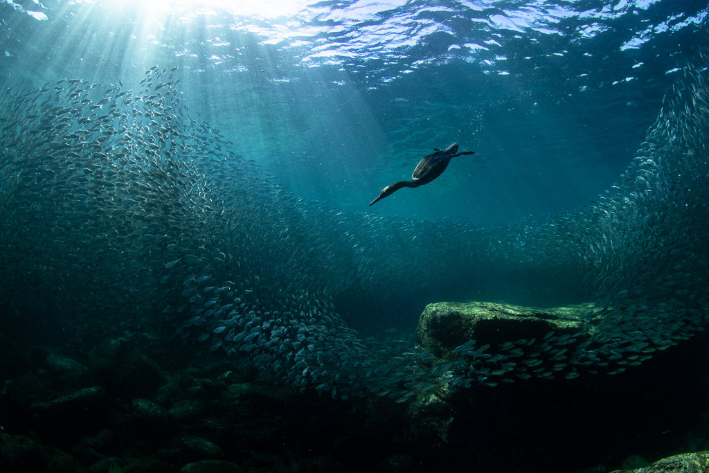 Double-crested cormorant hunting underwater for sardines