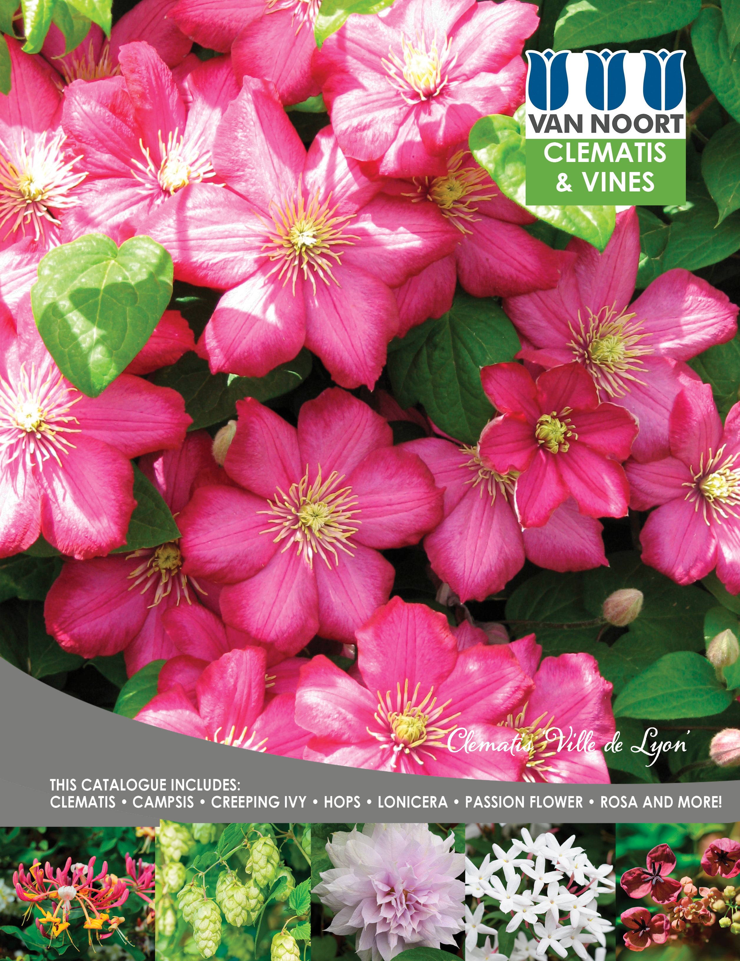 F Clematis & vines 2025 cover.jpg__PID:5fa8672e-8f28-436c-b058-21384730dc98