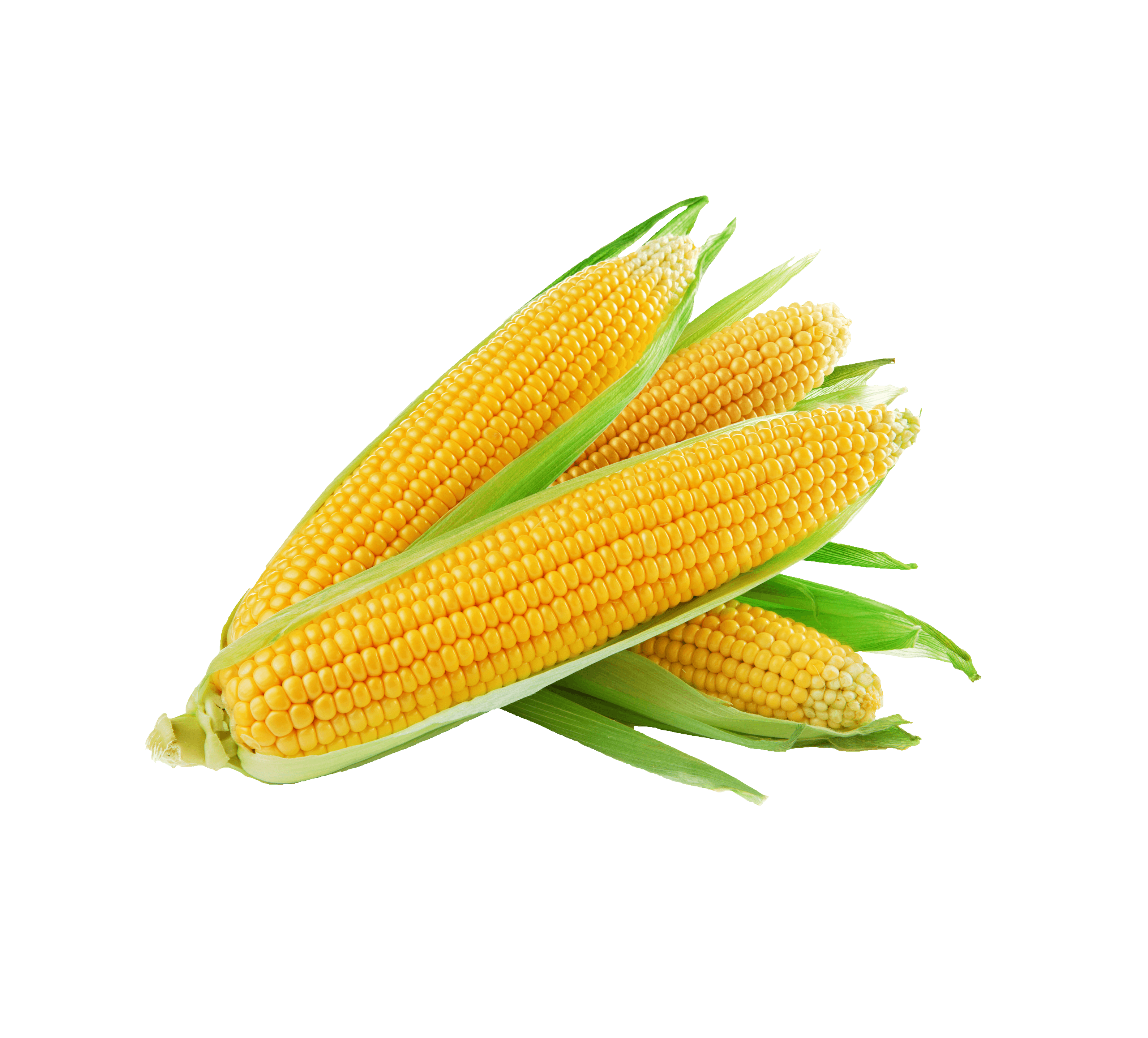 Corn kidz. Кукуруза початок. Кукуруза Sweet Corn. Кукуруза сахарный початок. Сорт кукурузы порумбени.