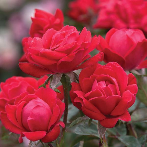 'Double Knock Out® Red' Rose (Rosa x 'Radtko' PP#16202) – AKME Gardens
