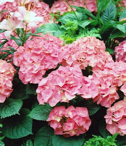 hydrangea merritt pink