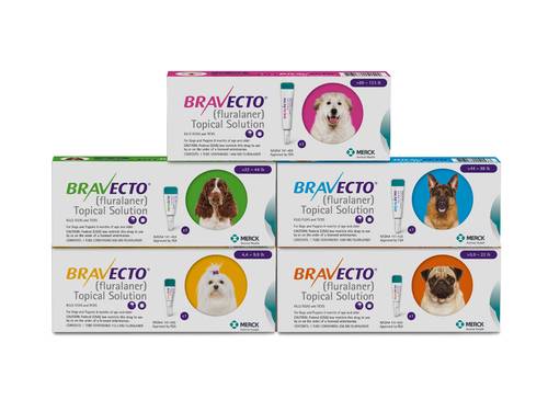 Topical Bravecto for Dogs (1 tube = 3 months protection) | Penny Paws