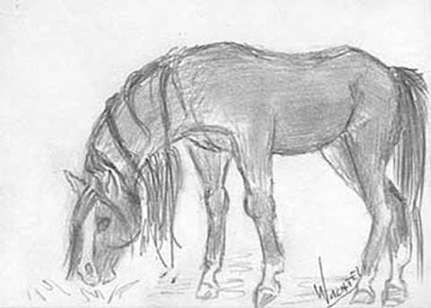 artist Gunilla Wachtel ACEO horse drawing