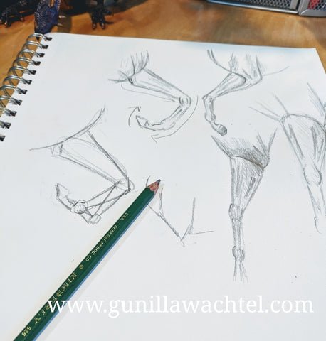 Gunilla  Wachtel horse anatomy sketches