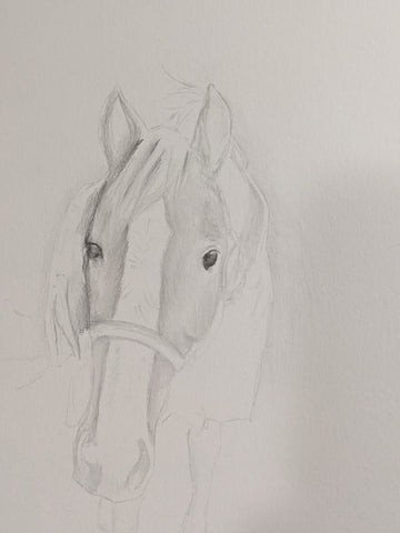 Work in progress,  horse drawing, Gunilla Wachtel 