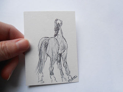 ACEO horse Marwari horse equine art Gunilla Wachtel drawing