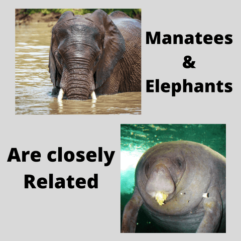 Manatees & Elephants Are Closely Related