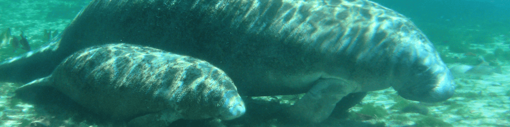 Mother and baby manatee swimming alongside
