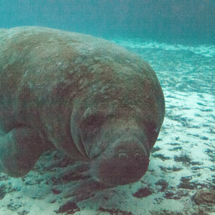 Scanned image of a manatee