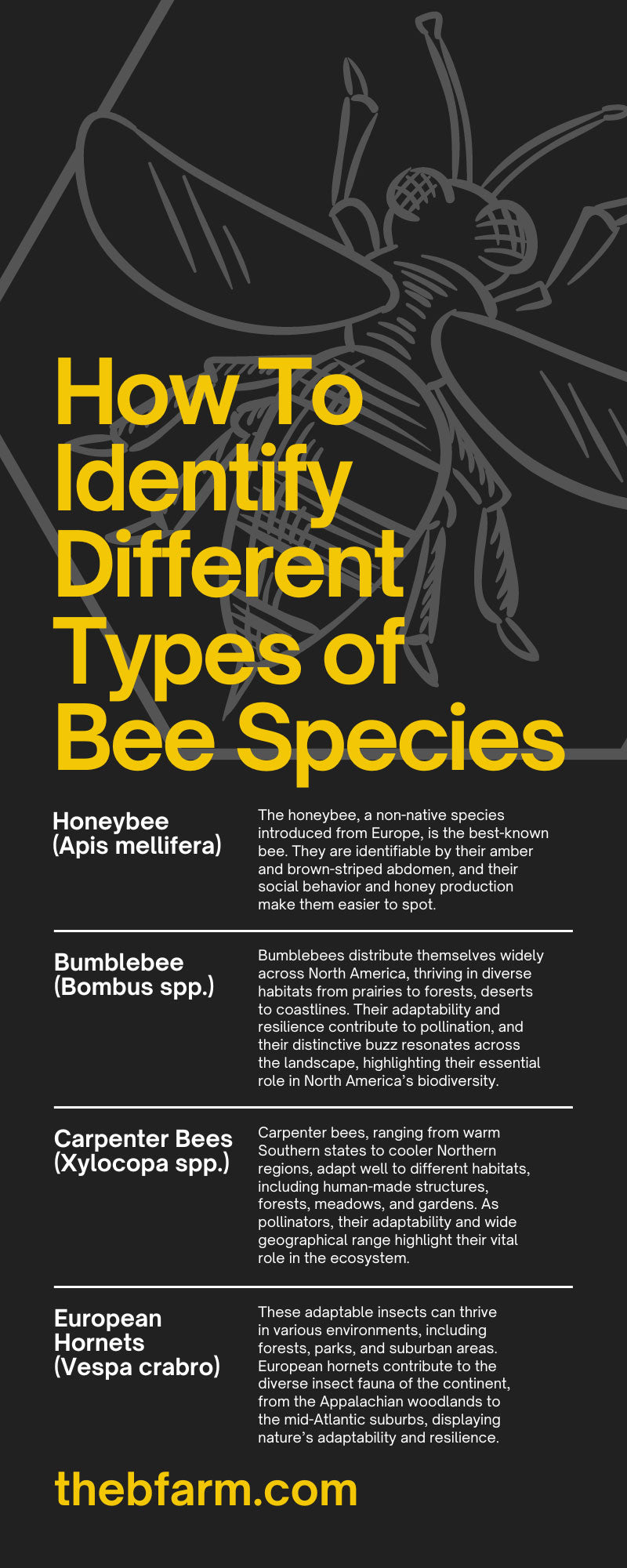 How To Identify Different Types of Bee Species